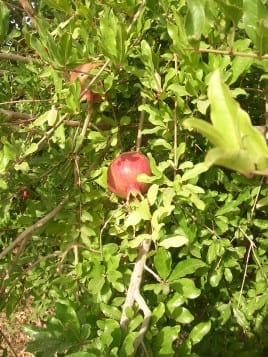 Experimental Orchards