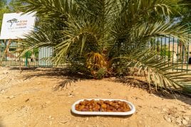 dates on plate in front of tree