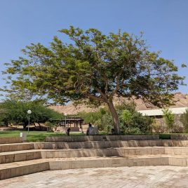 tree outside Arava Institute auditorium
